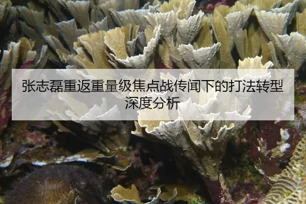 张志磊重返重量级焦点战传闻下的打法转型深度分析
